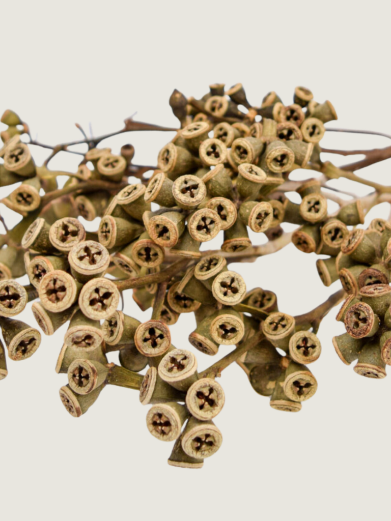 Eucalyptus Fruit