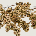 Eucalyptus Fruit
