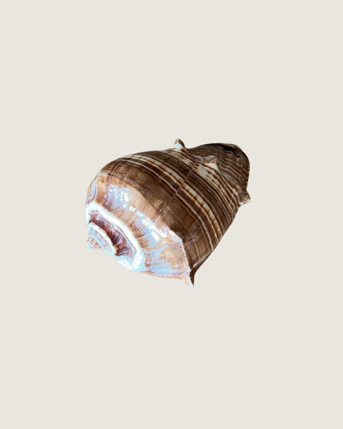 Conus Marmoreus (Brown Variety)