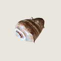 Conus Marmoreus (Brown Variety)