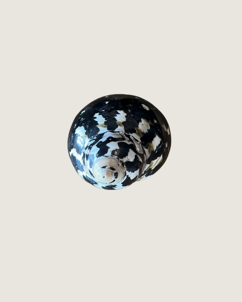Turbo Petholatus / Tapestry Turban Shell