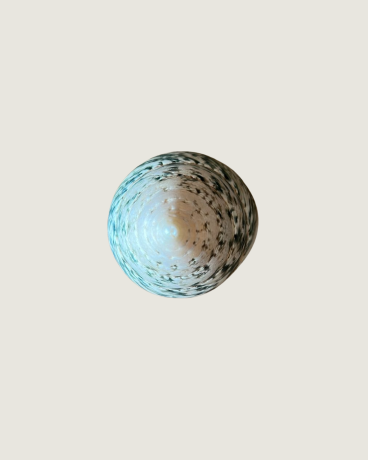 Nautilus Operculum