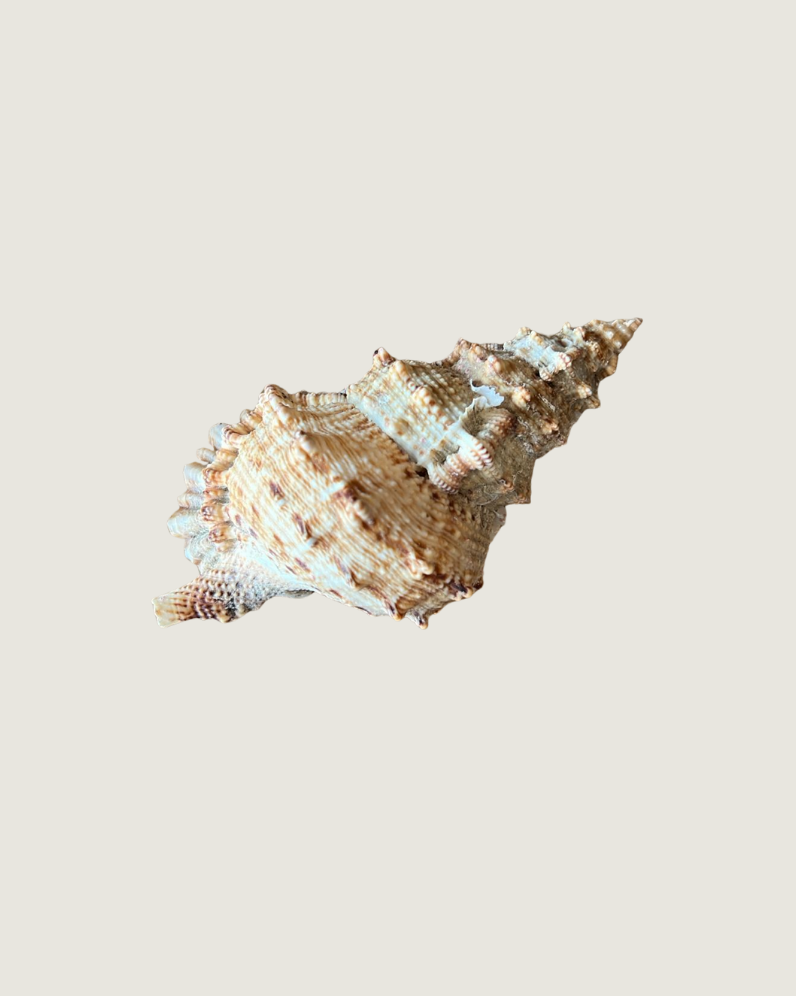 Chicoreus Cornatus / Horned Murex