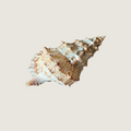 Chicoreus Cornatus / Horned Murex