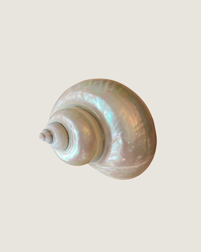 Turbo Marmoratus (Polished) / Green Turban Shell