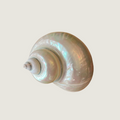 Turbo Marmoratus (Polished) / Green Turban Shell