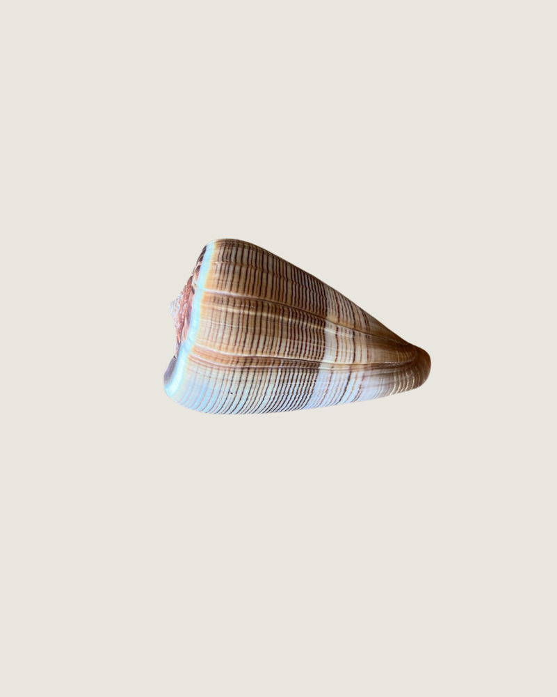 Terebra or Turritella Species (Auger/Tower Shell)