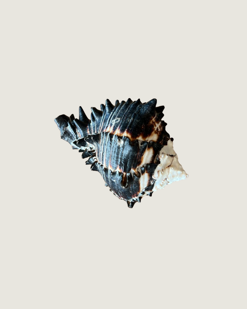 Chicoreus Ramosus / Murex Shell
