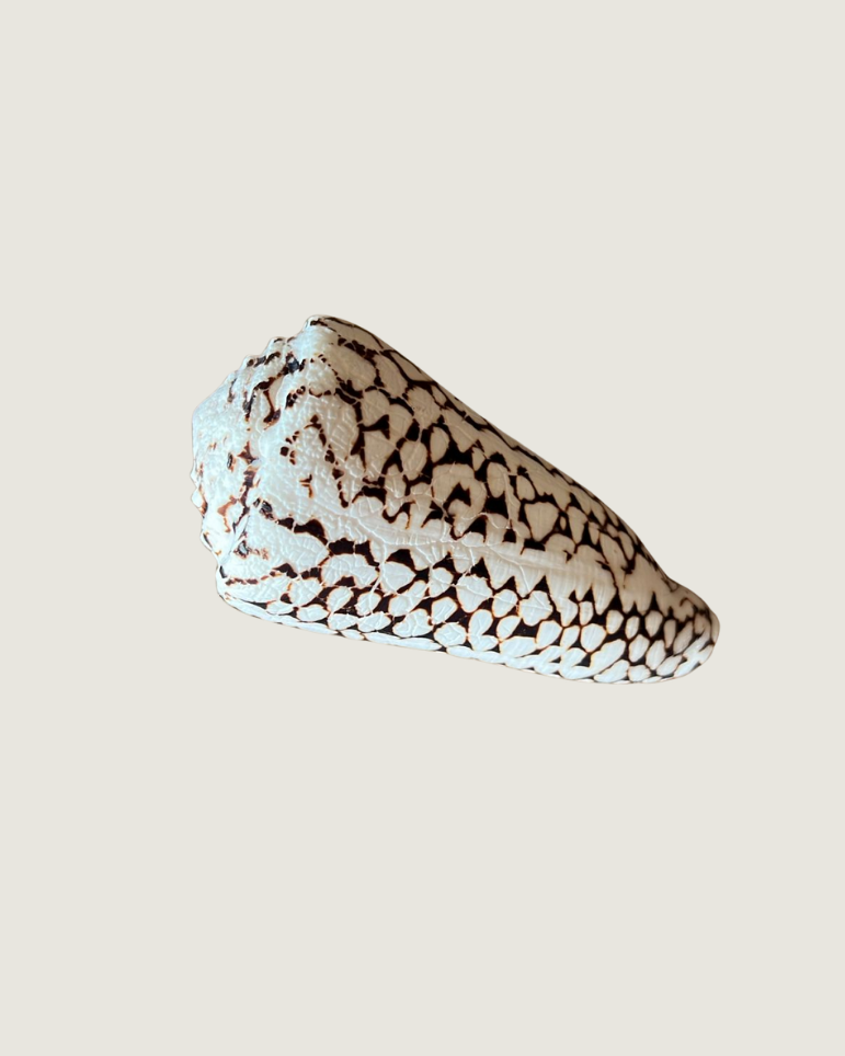 Conus Textile / Textile Cone