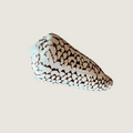 Conus Textile / Textile Cone
