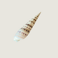 Terebra Maculata / Pacific Auger Shell