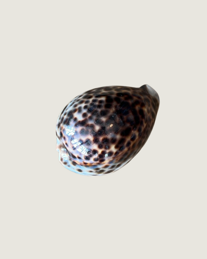 Cypraea Tigris / Tiger Cowrie