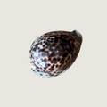 Cypraea Tigris / Tiger Cowrie