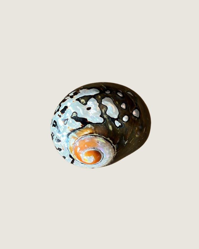 Turbo Chrysostomus / Gold-Mouthed Turban