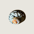 Turbo Chrysostomus / Gold-Mouthed Turban