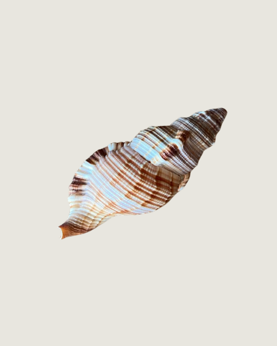 Murex Shell