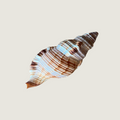 Murex Shell