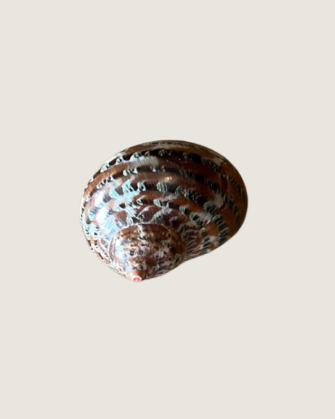 Tiger Cowrie (Juvenile) OR Cypraea Moneta (Money Cowrie Variant)