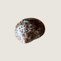 Tiger Cowrie (Juvenile) OR Cypraea Moneta (Money Cowrie Variant)