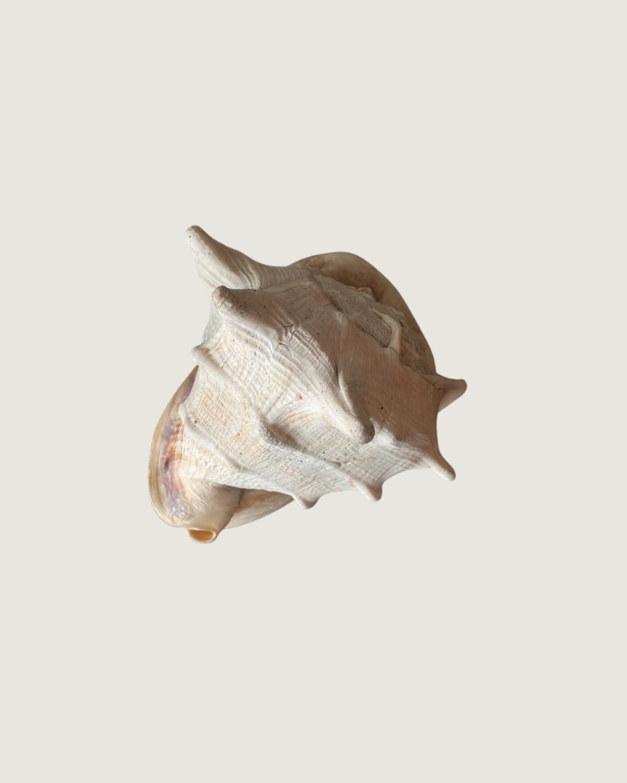 Lambis Chiargra
