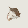 Lambis Chiargra