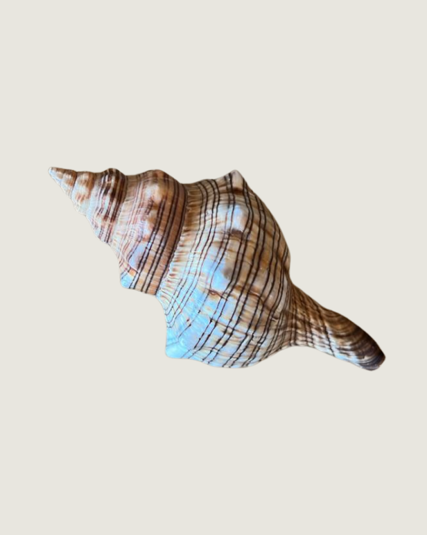 Babylonia Shell