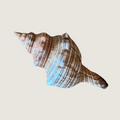 Babylonia Shell