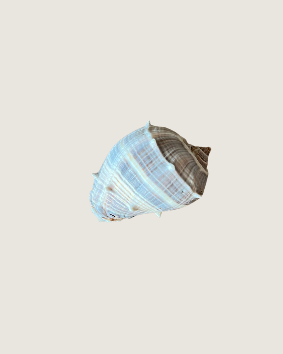 Strombus or Conidae Cone Species
