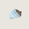 Strombus or Conidae Cone Species